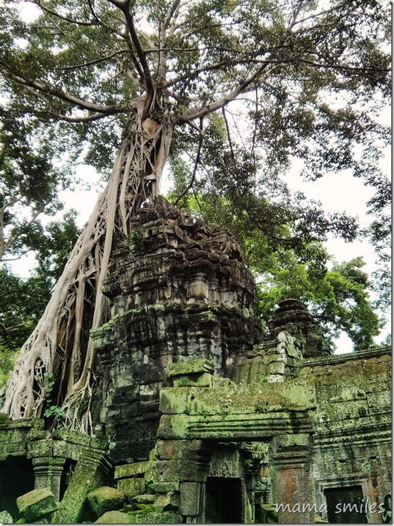 Ta Prohm temple - Cambodia