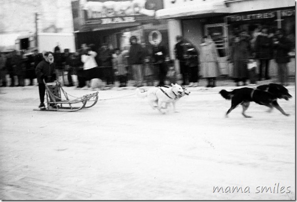 sled dogs in Alaska in the 1950s