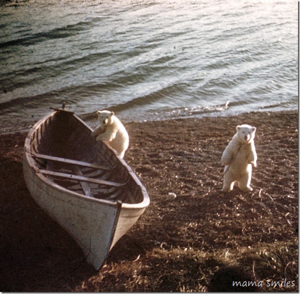 Baby Polar bears in Alaska in the 1950s