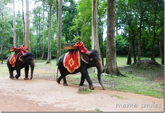 Elephants in Cambodia