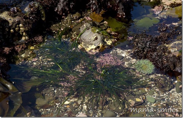 Exploring tide pools with kids. Here you can find sea grass, coral, and a giant green sea anemone.