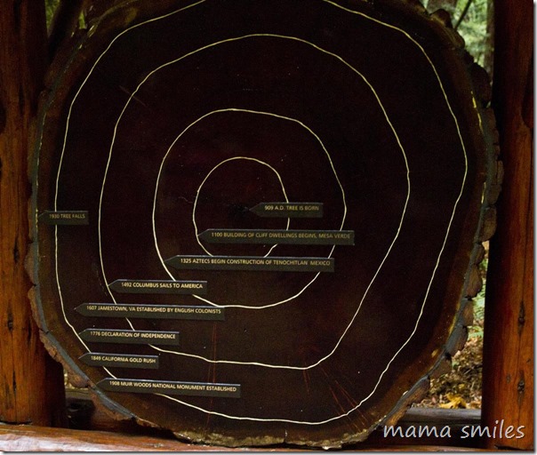 History in the rings of a redwood tree.