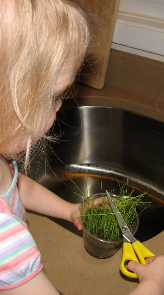 Growing grass and other earth-themed learning activities for preschoolers.