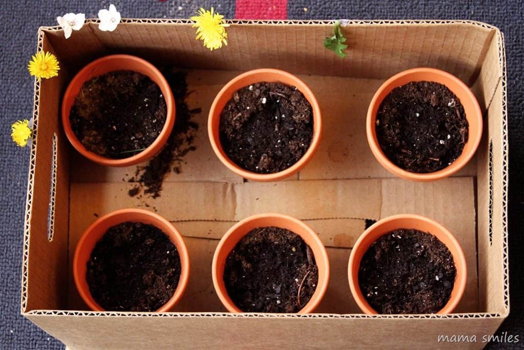 Gardening With Kids: Tips for Planting Tomatoes