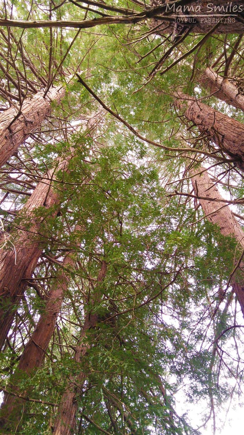 Teach your kids all about redwood trees with this post!