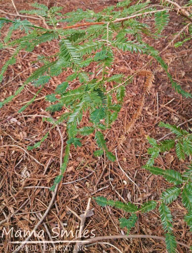 Redwood trees have flat needles