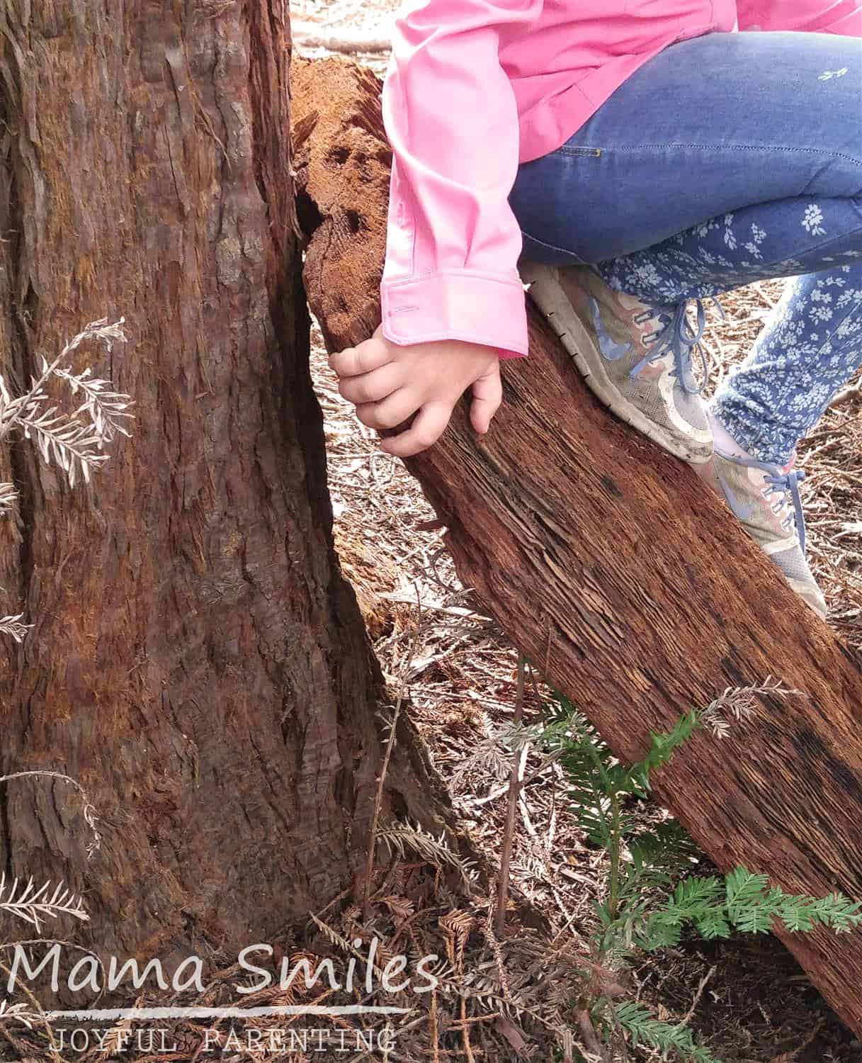 Redwood trees survive fires because their bark is so thick. Learn more fun California Redwood Tree Facts.