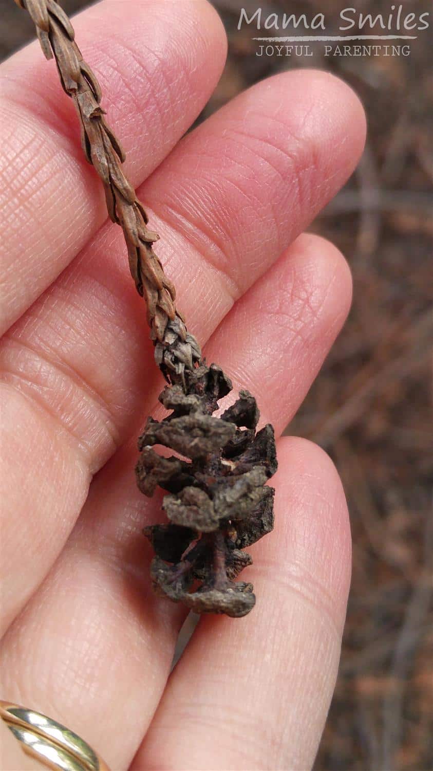 Can you believe that California redwood tree pinecones are this tiny??