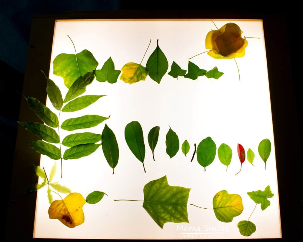 I love this open-ended leaf art inspired by the book "Leaf Man". A light table really makes creations pop!
