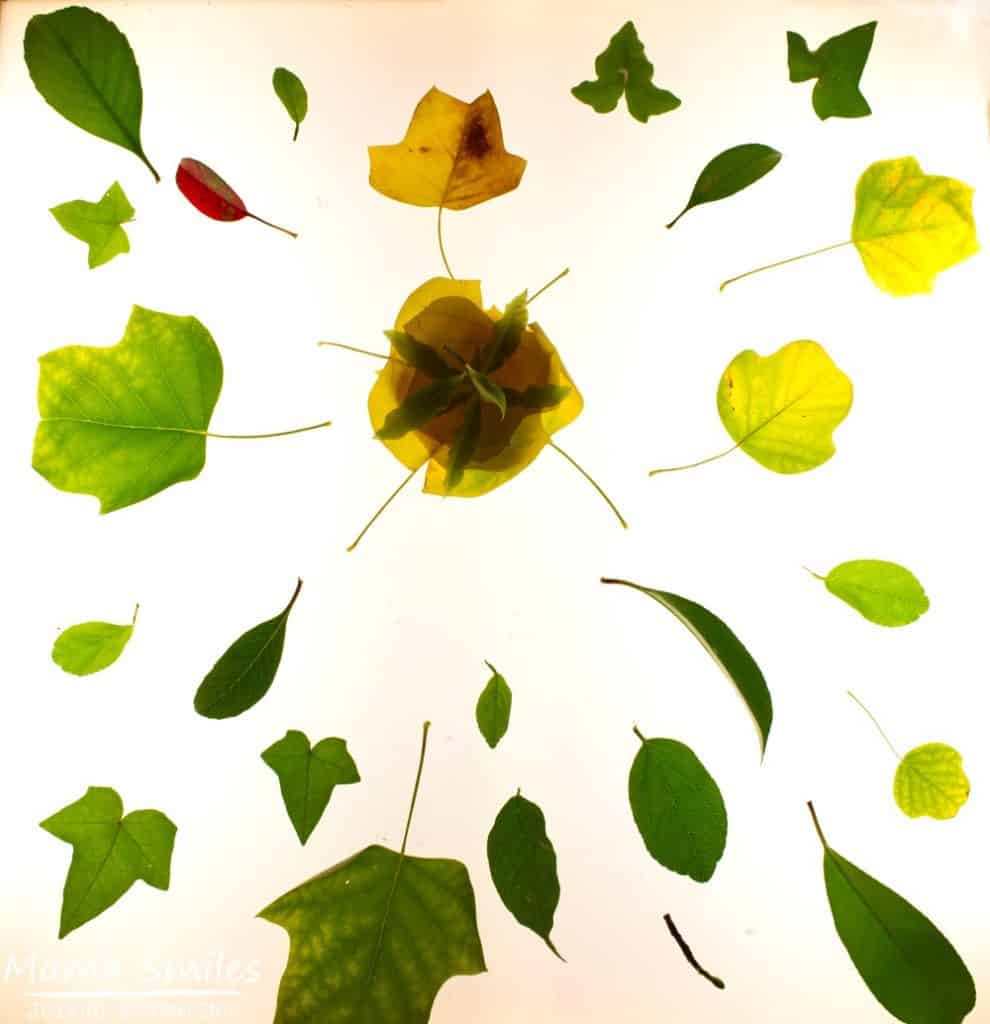 Make leaf art with your kids! Such a relaxing nature art activity, and a great companion activity to the book "Leaf Man"