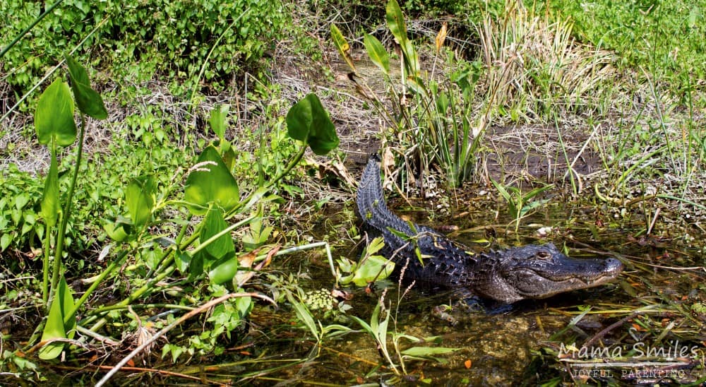 Take a boat tour at Edward Ball Wakulla Springs State Park and you may get to see an alligator up close!