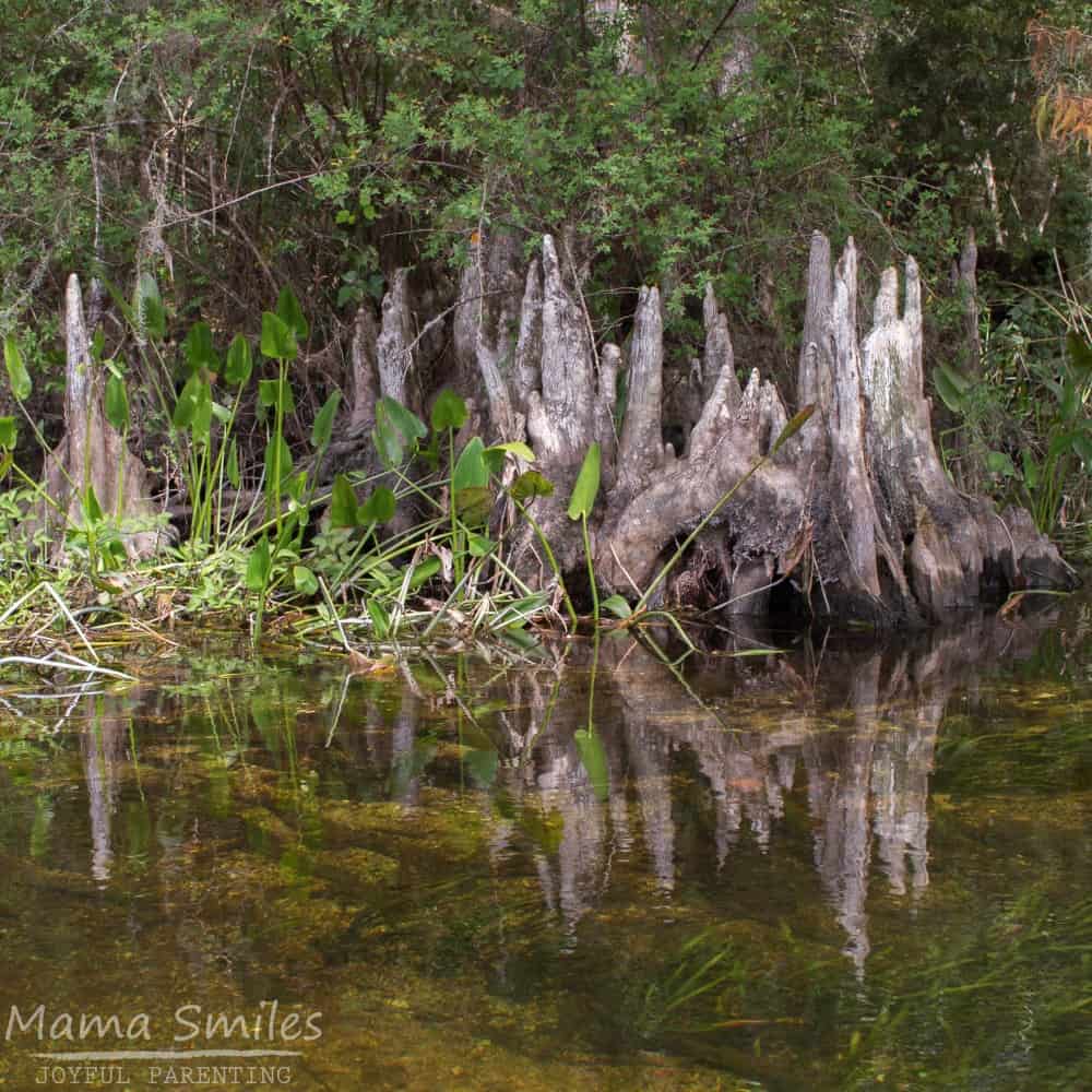 Cypress knees - cypress roots growing above the ground at Edward Ball Wakulla Springs State Park