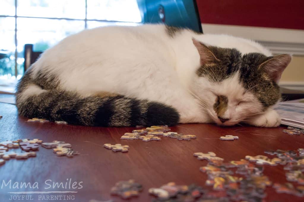 Cat and a puzzle