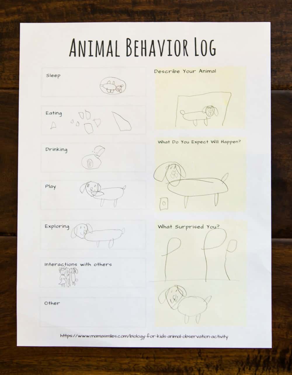 Simple animal observation worksheet for kids.