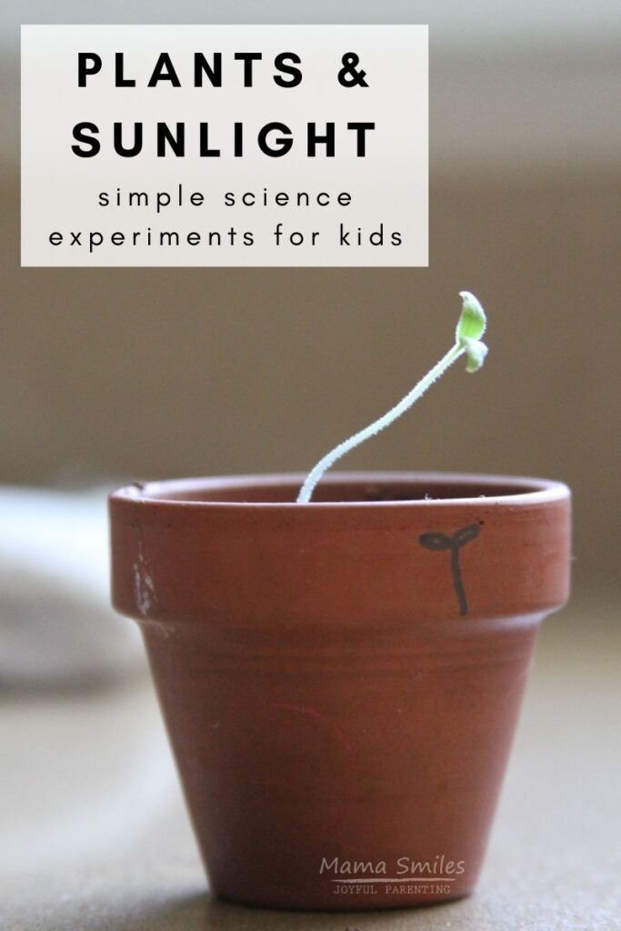 plants and sunlight science experiment