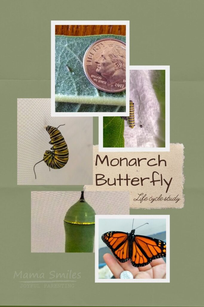 Monarch Butterfly life cycle: