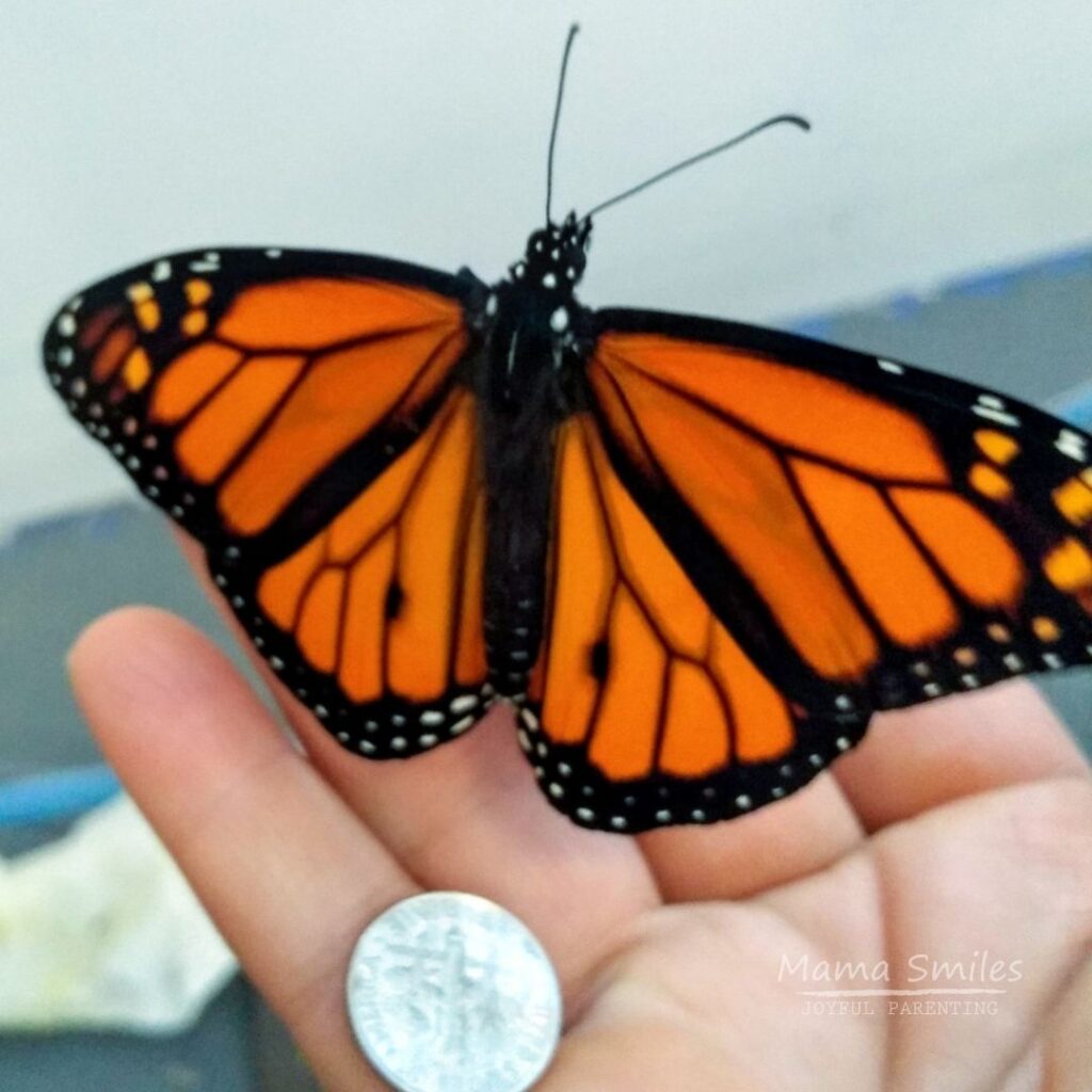 Butterfly life cycle: monarch butterfly