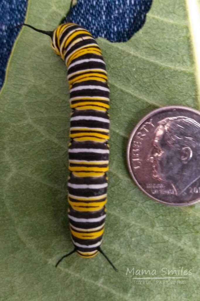 Butterfly life cycle: full grown monarch caterpillar