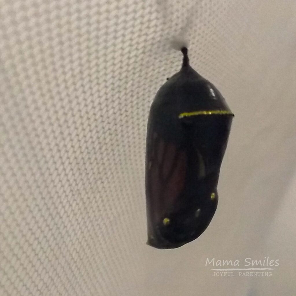 Butterfly life cycle: mature chrysalis