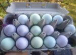 red cabbage naturally dyed Easter eggs