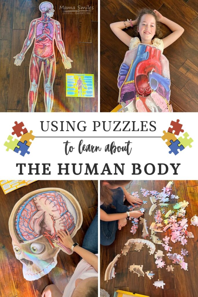 Using puzzles to learn about the human body