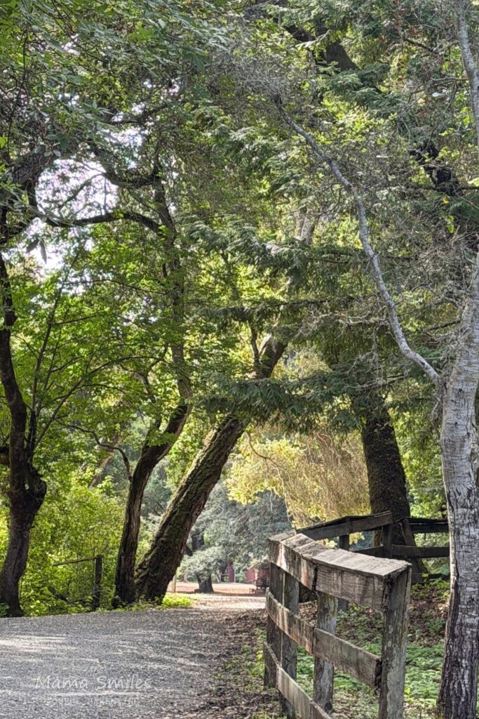 Spring nature in California's Bay Area