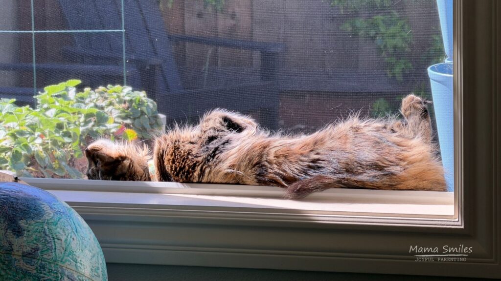 set monthly goals but remember to enjoy life like a cat