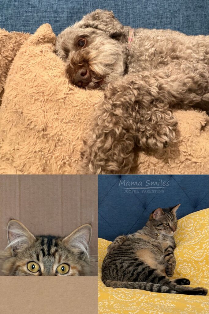 Pets make life better.