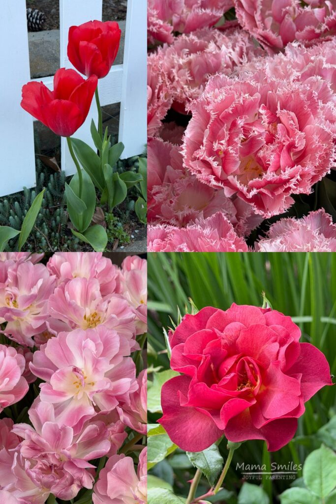 Beautiful spring flowers