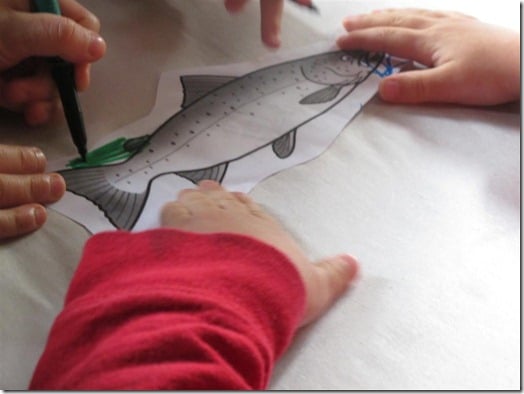 Learning about the salmon lifecycle with kids.
