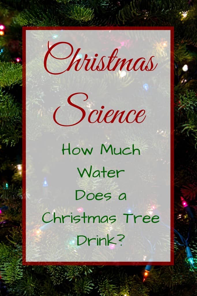 Christmas science experiment for kids: how much water does a Christmas tree drink?