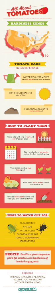 How to plant and grow tomatoes