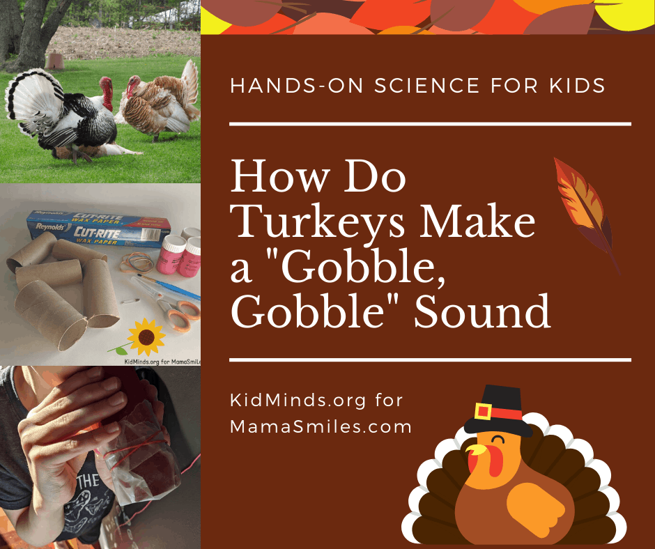 Do all turkeys say gobble gobble? And more Thanksgiving turkey science facts