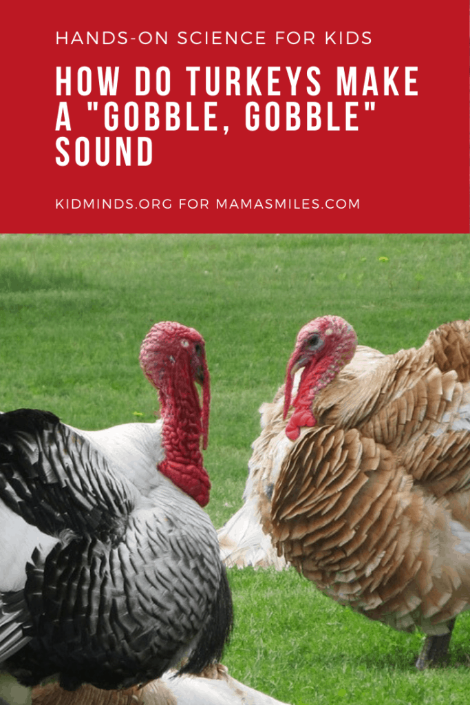 How do turkeys make their signature “gobble, gobble” sound? Here's an activity to teach some Thanksgiving science through hands-on learning! #Thanksgiving #STEMed #homeschool #biologyforkids #animalscience