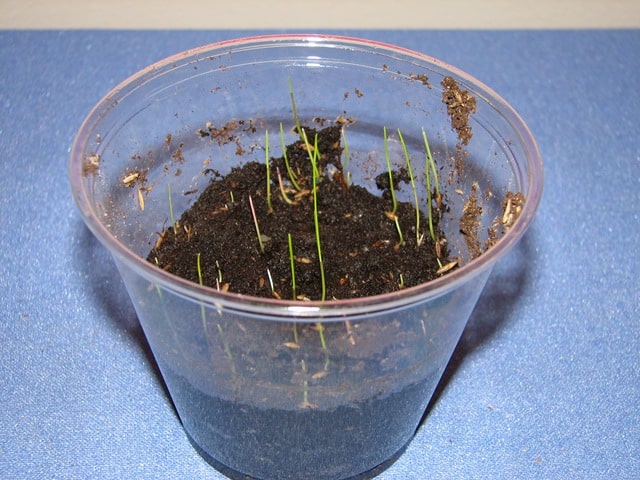 grass-growing-kid-science