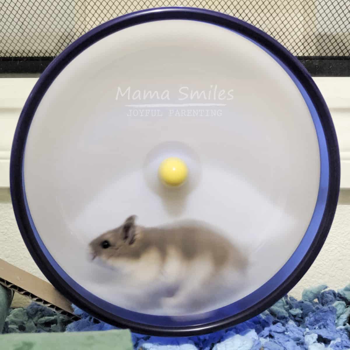 How to Care for a Hamster: 10 Things You Need to Know