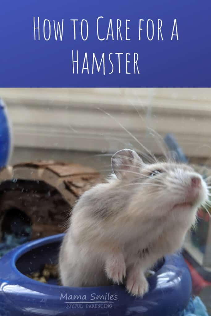  Are you thinking about getting a hamster as a pet? Here is everything you need to know about how to care for a hamster so that they are healthy and happy. #petsforkids #smallpets #hamster #russianhamster #hamstercare #petcare