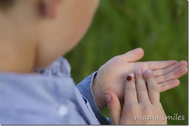 Learning about ladybugs through direct observation is biology at its best for young children!