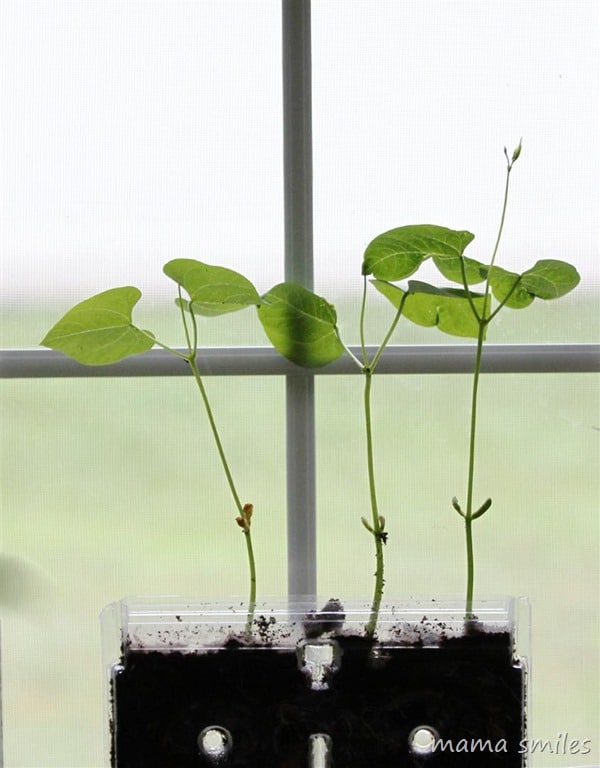 plant biology for kids