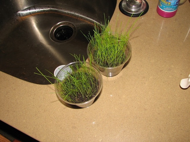 toddler-science-growing-grass